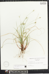 Carex emmonsii image