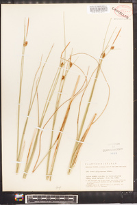 Carex oligosperma image