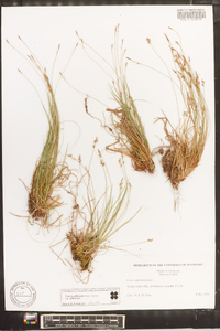 Carex albicans var. albicans image