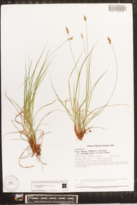 Carex albicans var. emmonsii image