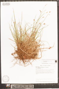 Carex albicans var. albicans image