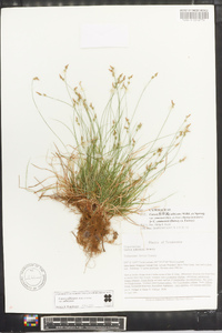 Carex albicans var. albicans image