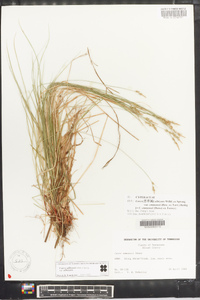 Carex albicans var. albicans image