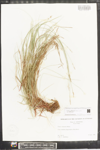 Carex albicans var. albicans image