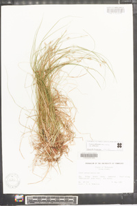 Carex albicans var. albicans image