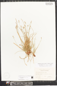 Carex albicans var. albicans image