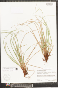 Carex umbellata image