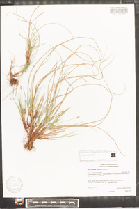 Carex umbellata image