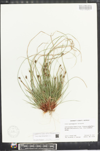 Carex nigromarginata image