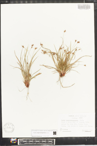 Carex nigromarginata image