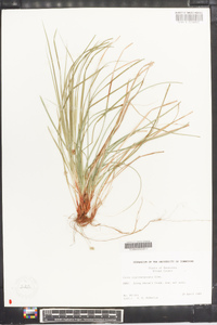 Carex nigromarginata image