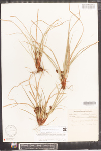 Carex nigromarginata image