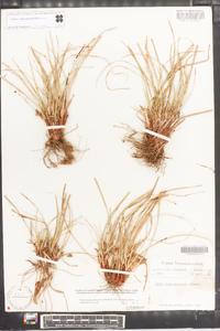 Carex nigromarginata image