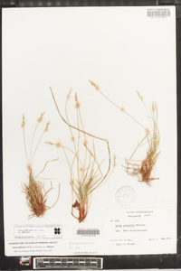 Carex albicans var. albicans image