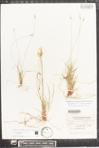 Carex albicans var. albicans image