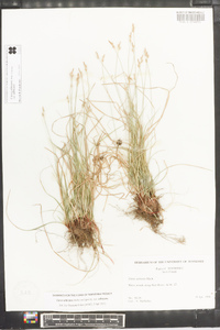 Carex albicans var. albicans image