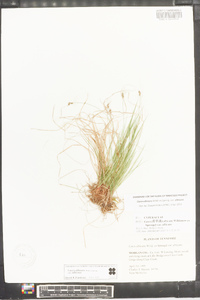 Carex albicans var. albicans image