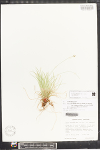 Carex albicans var. albicans image