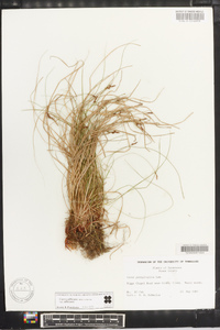 Carex albicans var. albicans image