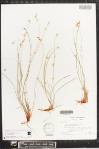 Carex albicans var. albicans image