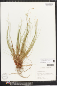 Carex albicans var. albicans image