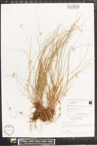 Carex albicans var. albicans image