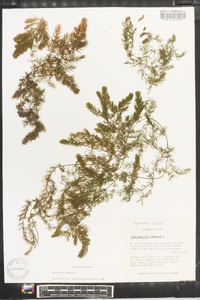 Ceratophyllum demersum image