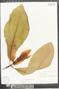 Magnolia tripetala image