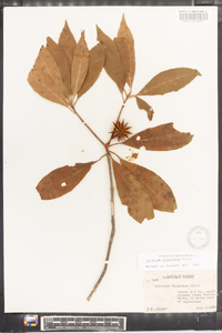 Illicium floridanum image
