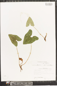 Hexastylis arifolia image