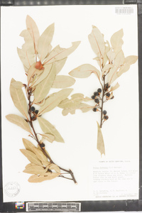 Persea borbonia image