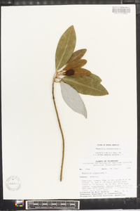 Magnolia virginiana image