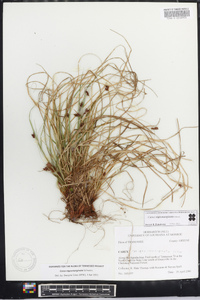 Carex nigromarginata image