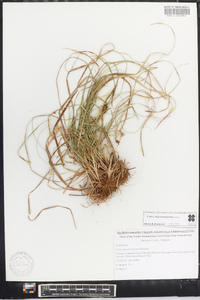 Carex nigromarginata image