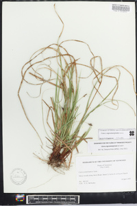 Carex nigromarginata image