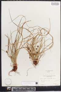 Carex nigromarginata image