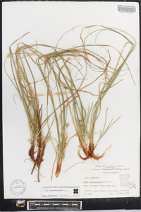 Carex nigromarginata image