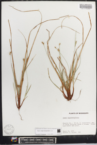 Carex nigromarginata image