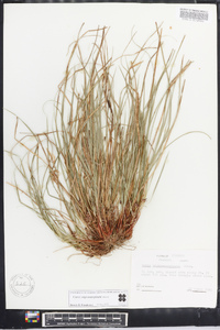 Carex nigromarginata image