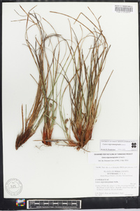 Carex nigromarginata image