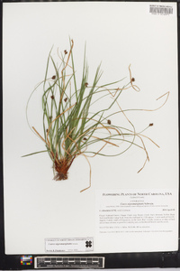 Carex nigromarginata image