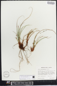 Carex nigromarginata image