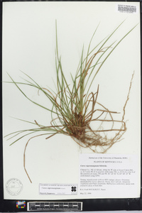 Carex nigromarginata image