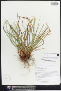 Carex nigromarginata image