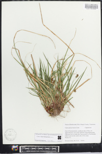 Carex nigromarginata image