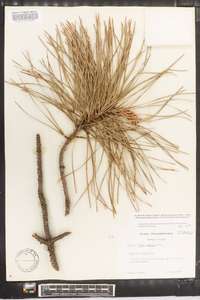 Pinus rigida image