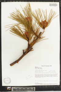 Pinus rigida image