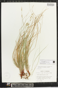 Carex albicans var. australis image