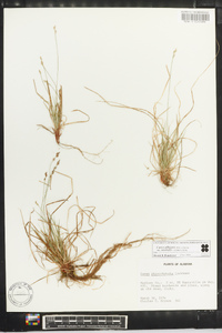 Carex albicans var. australis image