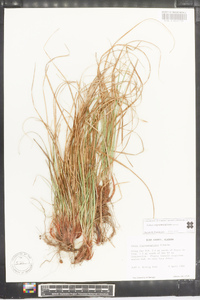 Carex nigromarginata image